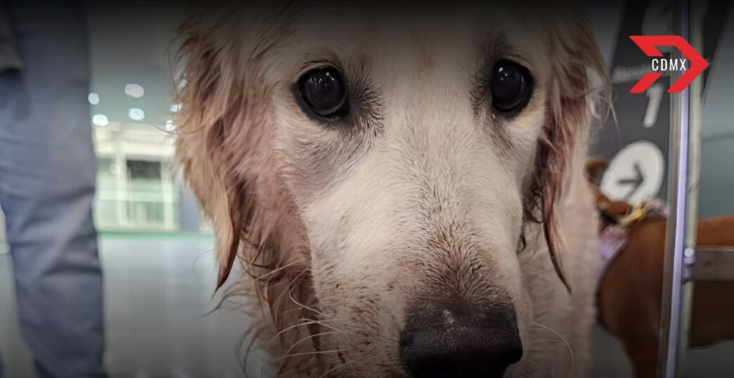 Aeroméxico se deslinda del maltrato a la perrita Maple