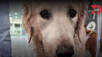 Aeroméxico se deslinda del maltrato a la perrita Maple