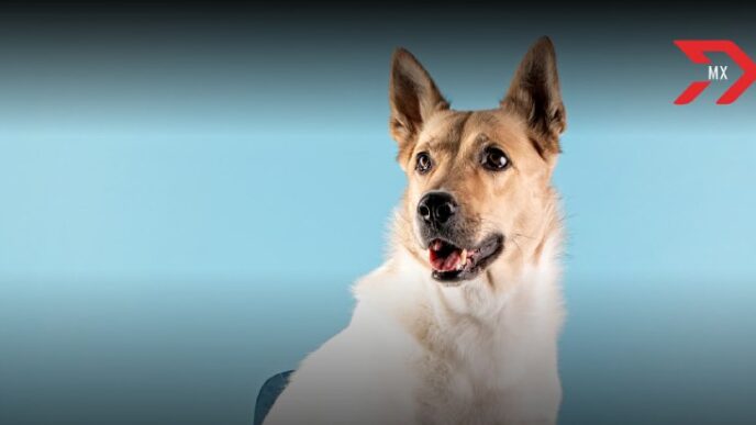 ¿Dónde y cuándo abrirá la primera veterinaria del Dr. Simi?