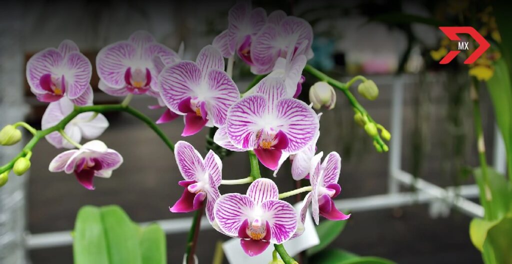 Expo Orquídeas: Guatemala ilumina la Casa del Risco en la CDMX