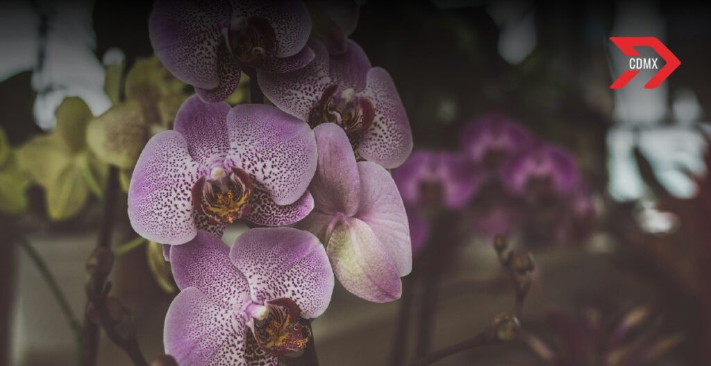 Expo Orquídeas y sus polinizadores