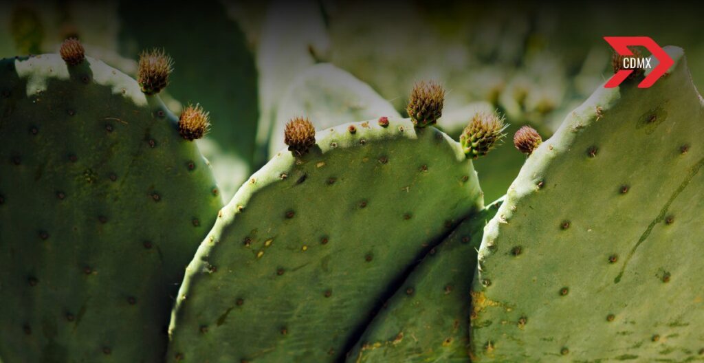La Feria del Nopal 2025 llenará de sabor, tradición y creatividad el corazón de la CDMX