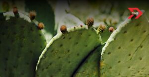 La Feria del Nopal 2025 llenará de sabor, tradición y creatividad el corazón de la CDMX