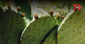 La Feria del Nopal 2025 llenará de sabor, tradición y creatividad el corazón de la CDMX