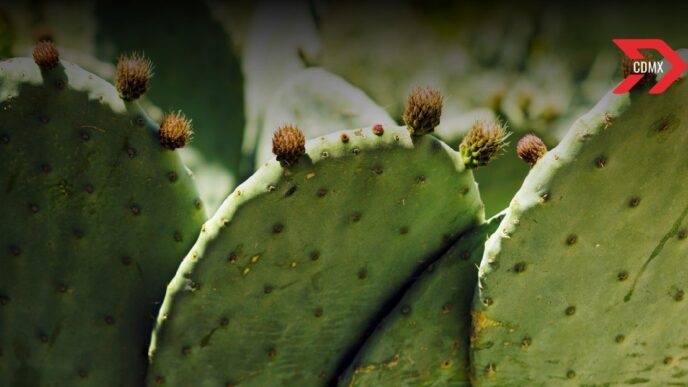 La Feria del Nopal 2025 llenará de sabor, tradición y creatividad el corazón de la CDMX