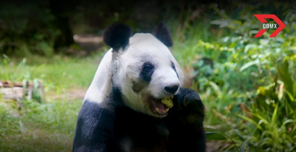 Festejan 35 años de Xin Xin, panda mexicana