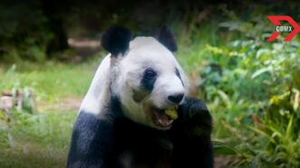 Festejan 35 años de Xin Xin, panda mexicana