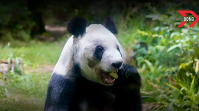 Festejan 35 años de Xin Xin, panda mexicana