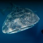 ¿Cuánto cuesta nadar con un tiburón ballena en el Caribe mexicano?