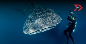 ¿Cuánto cuesta nadar con un tiburón ballena en el Caribe mexicano?