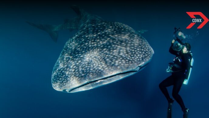 ¿Cuánto cuesta nadar con un tiburón ballena en el Caribe mexicano?