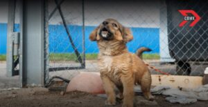 Cómo denunciar maltrato animal en CDMX de forma anónima
