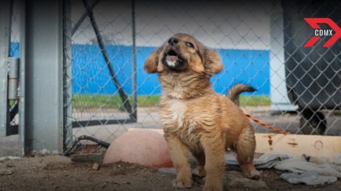 Cómo denunciar maltrato animal en CDMX de forma anónima