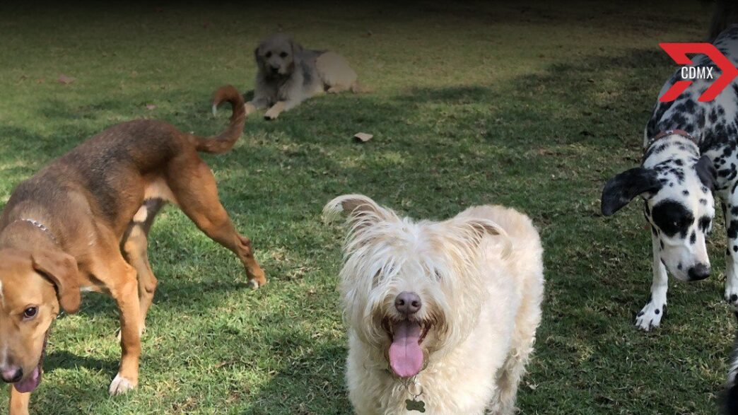 Hoteles para tus mascotas en CDMX