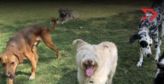 Hoteles para tus mascotas en CDMX