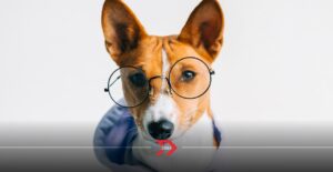 Heladería mexicana crea un helado para tu perrito