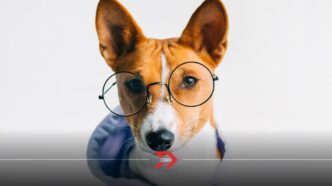 Heladería mexicana crea un helado para tu perrito