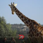 Visita Africam Safari en verano 2025: Costos, horarios y experiencias