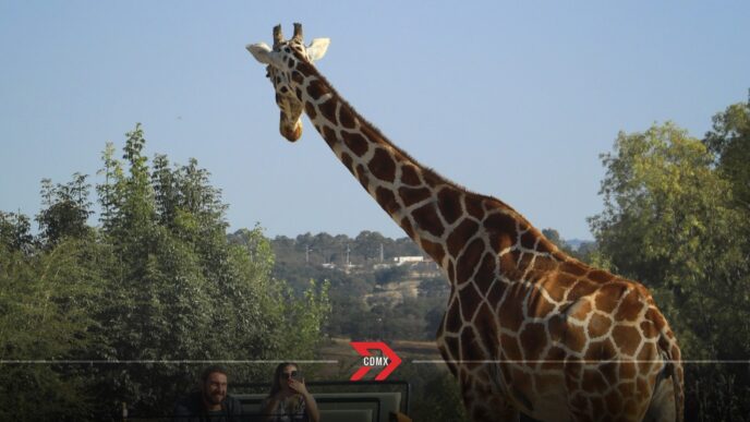 Visita Africam Safari en verano 2025: Costos, horarios y experiencias