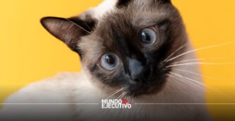 Costo de tener un gato