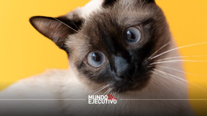 Costo de tener un gato