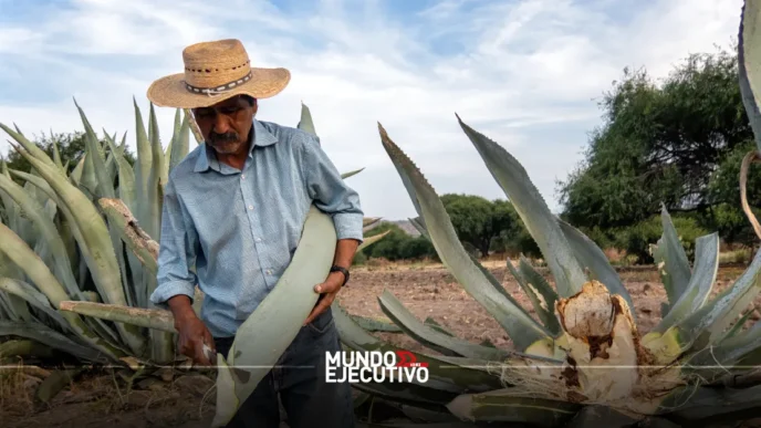 Mezcal y destilados mexicanos: Todo sobre el Festival Raíces Ancestrales 2025