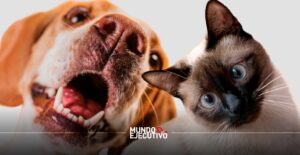 Crean servicio funerario en CDMX para perros y gatos