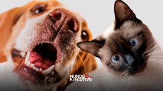 Crean servicio funerario en CDMX para perros y gatos