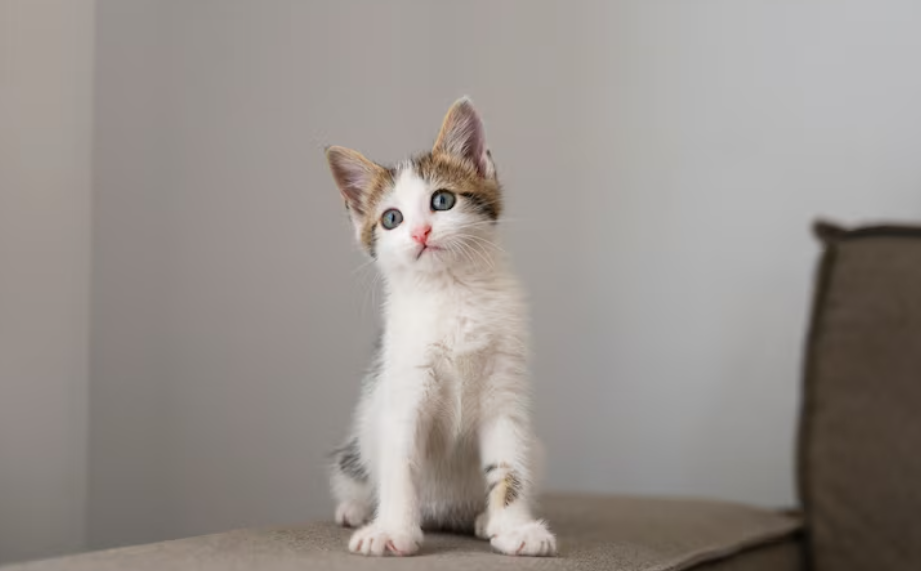 costo de tener un gato