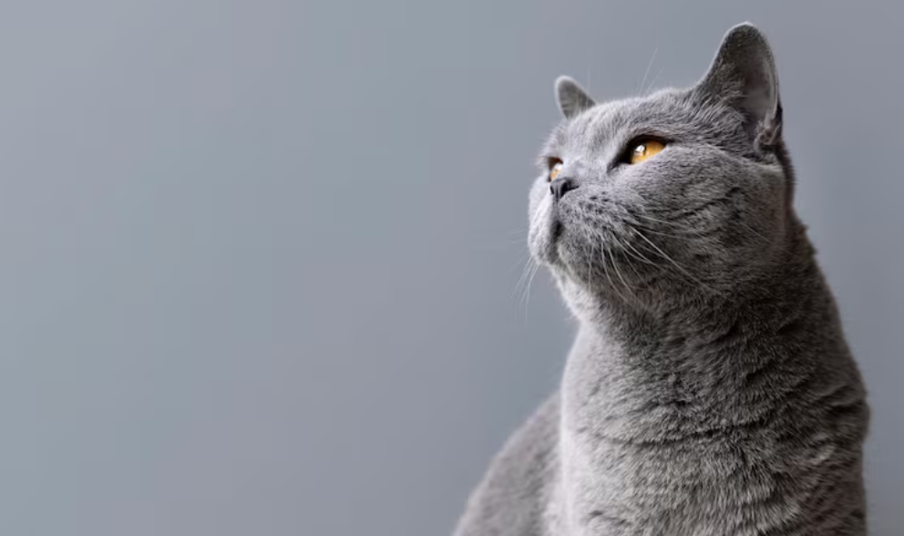 costo de tener un gato