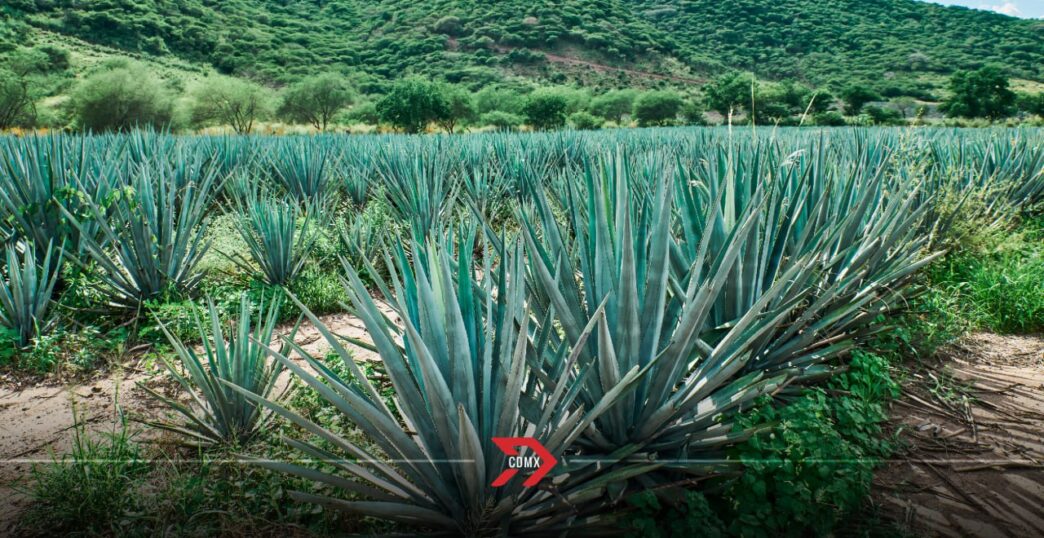 Mundo Mezcal 2025 llega a CDMX: Conoce el Festival del agave, tierra y sazón