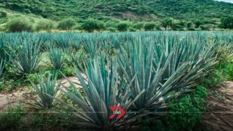 Mundo Mezcal 2025 llega a CDMX: Conoce el Festival del agave, tierra y sazón