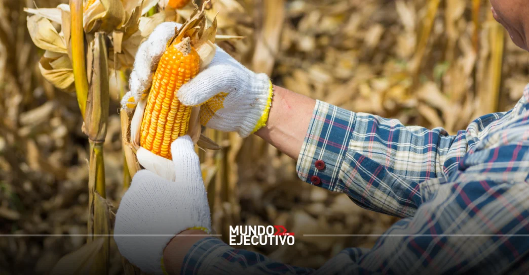 Productores de maíz del Bajío obtienen apoyo de 950 pesos por tonelada del Gobierno de México