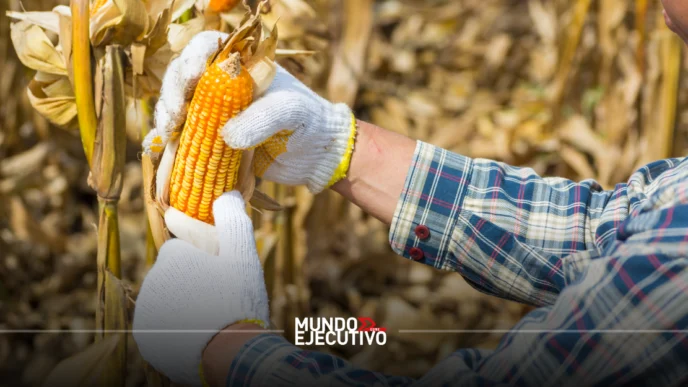 Productores de maíz del Bajío obtienen apoyo de 950 pesos por tonelada del Gobierno de México