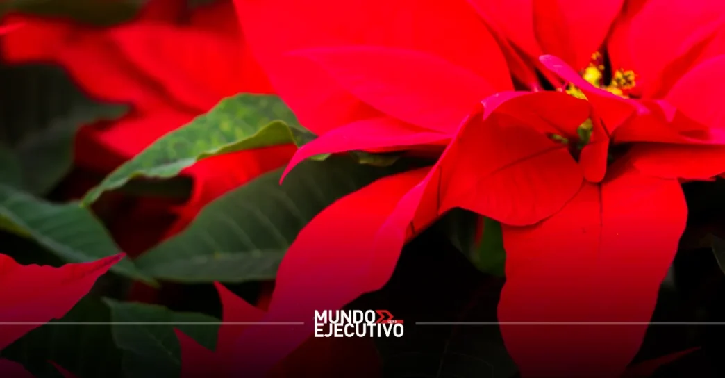 Ruta de la Nochebuena Xochimilco 2025: Todo lo que debes saber