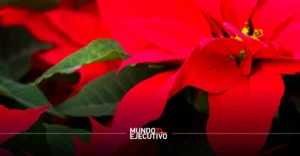 Ruta de la Nochebuena Xochimilco 2025: Todo lo que debes saber