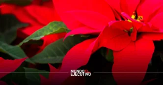 Ruta de la Nochebuena Xochimilco 2025: Todo lo que debes saber