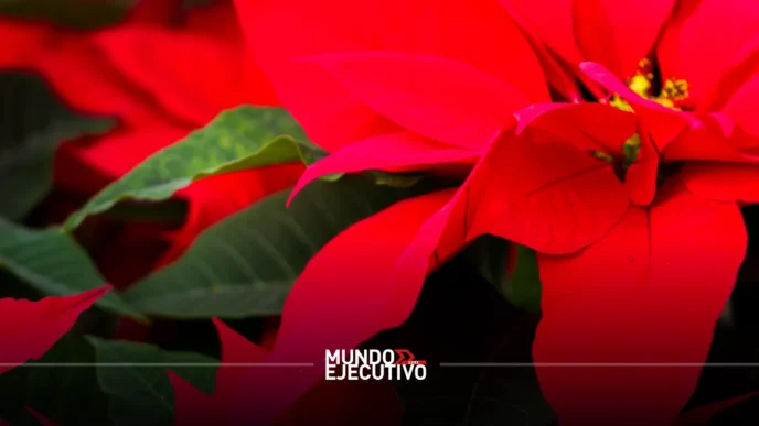 Ruta de la Nochebuena Xochimilco 2025: Todo lo que debes saber