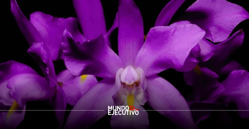 El Franz Mayer inicia su expo-venta de orquídeas en otoño