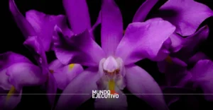 El Franz Mayer inicia su expo-venta de orquídeas en otoño
