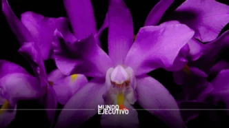 El Franz Mayer inicia su expo-venta de orquídeas en otoño