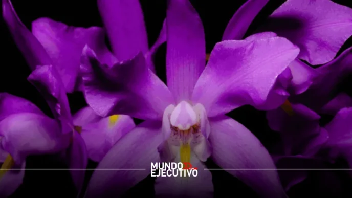 El Franz Mayer inicia su expo-venta de orquídeas en otoño