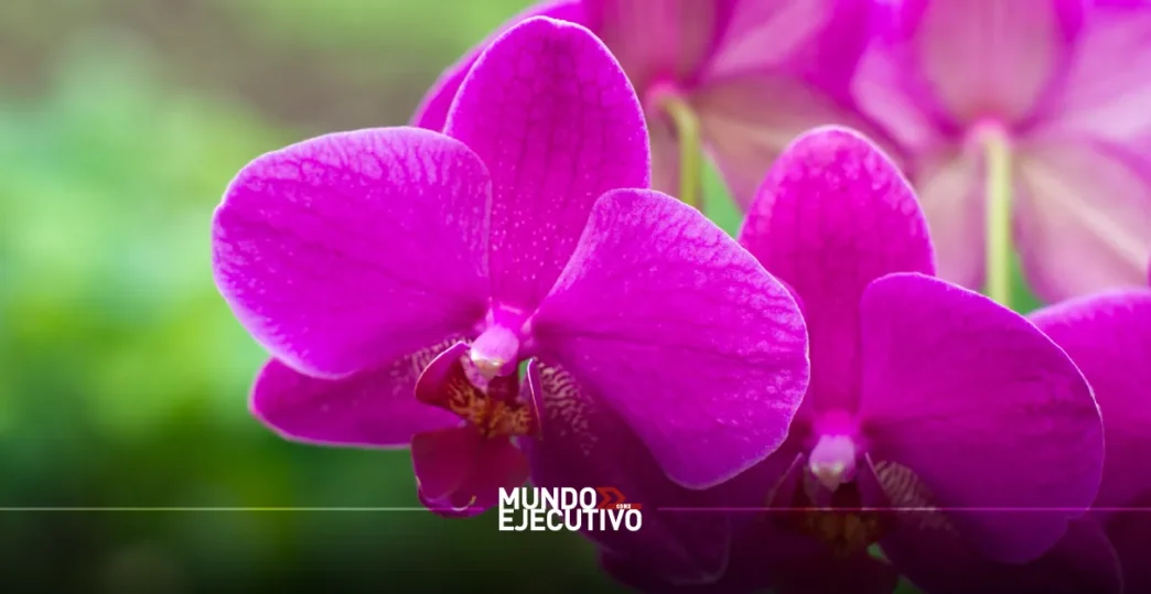 Pueblos Mágicos impulsan la primera y única Ruta de la Orquídea en México