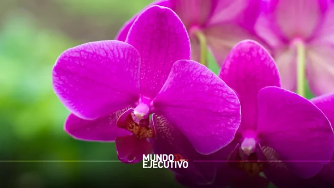 Pueblos Mágicos impulsan la primera y única Ruta de la Orquídea en México