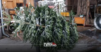 ¿Dónde rentar tu árbol de Navidad en la CDMX?, opciones y precios 2025