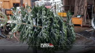 ¿Dónde rentar tu árbol de Navidad en la CDMX?, opciones y precios 2025