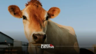 Sanidad Animal en México: Refuerzan dispositivo de emergencia ante brotes de Gusano Barrenador