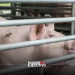 México cuestiona importaciones de cerdo provenientes de EUA