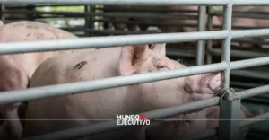 México cuestiona importaciones de cerdo provenientes de EUA