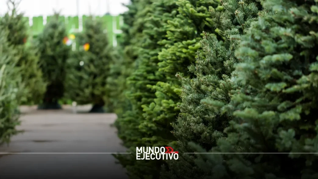 Así puedes reciclar tu árbol de Navidad en la alcaldía Miguel Hidalgo